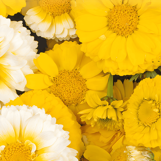 Double-flowered Marigold Seeds Chrysanthemum Coronarium Mixed Variety