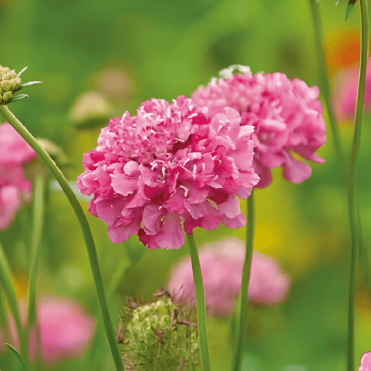Scabiosa Seeds Salmon Queen Scabiosa Atropurpurea Fragrant Flowers