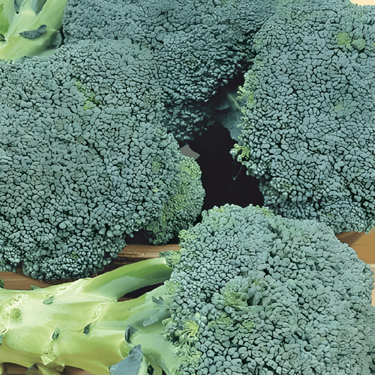 Broccoli Calabrese Seeds Brassica Oleracea Green Vegetable Variety
