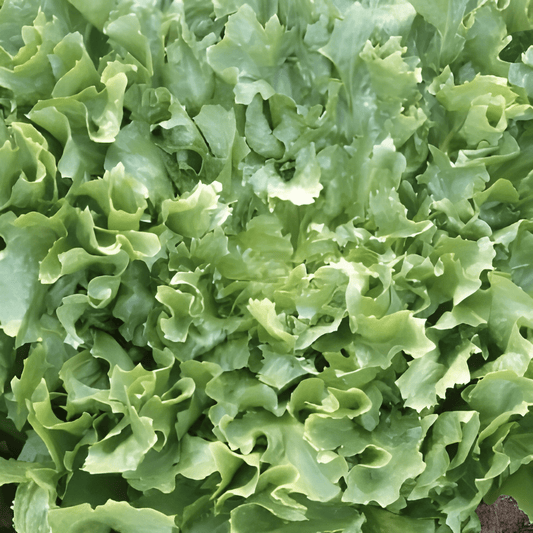 Endive Broadleaf Volhart Winter Seeds Cichorium Endivia Vegetables