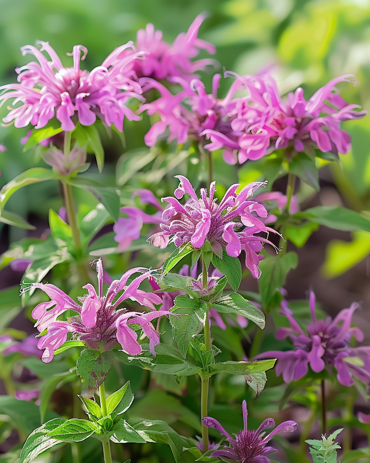 Monarda Lemon Bergamot Seeds Monarda Citriodora Herb Variety