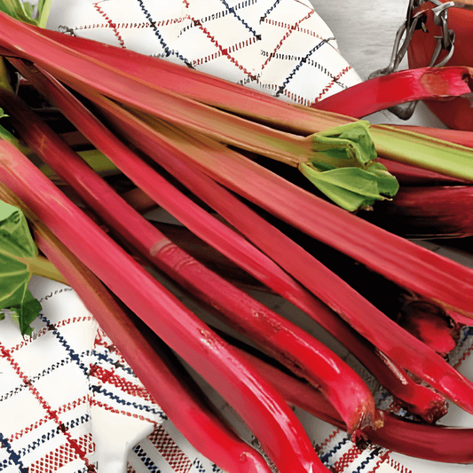 Rhubarb Seeds Rheum Undulatum Victoria Red Stalks Early Harvest