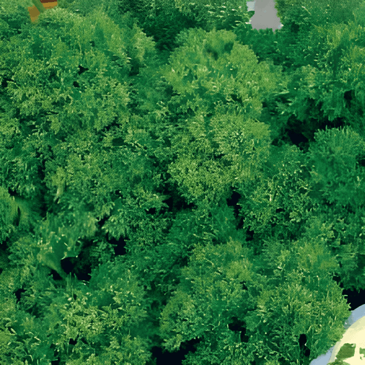 Curled Parsley Seeds Petroselinum Crispum Bravour Variety