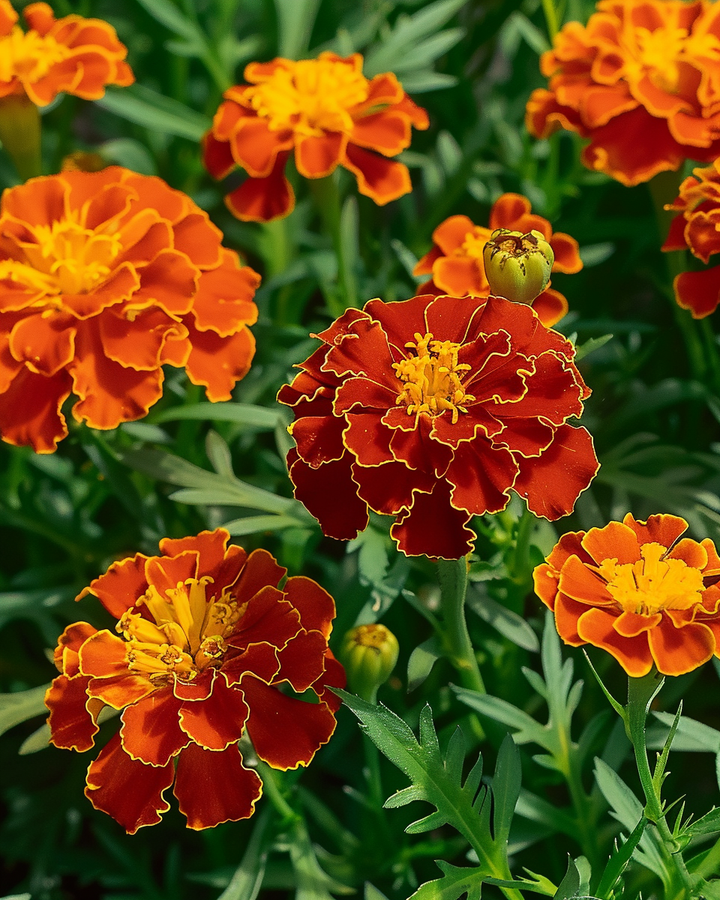 African Marigold Seeds Tagetes Patula Nana Low Red Flowers