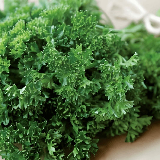 Curly Dark Green Parsley Seeds Petroselinum Crispum Herb