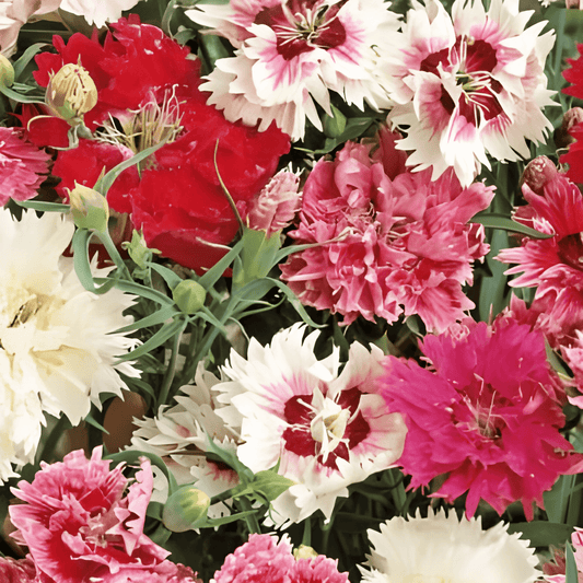 Chinese Carnation Dianthus Chinensis Double-flowered Seeds Mixed