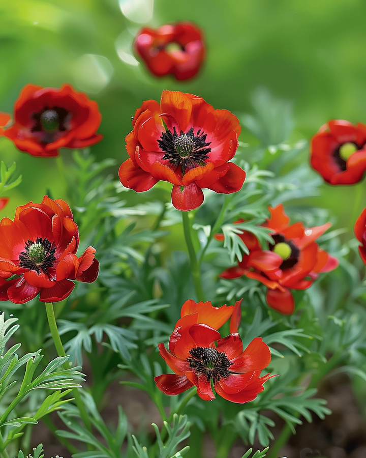 Adonis Aestivalis Seeds Blood Red Annual Flower Kooltje Vuur