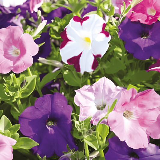 Petunia Seeds Mixed Colors Petunia X Hybrida Annual Flowers