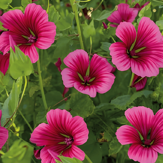 Malope Red Queen Malope Trifida Flower Seeds For Outdoor Sowing