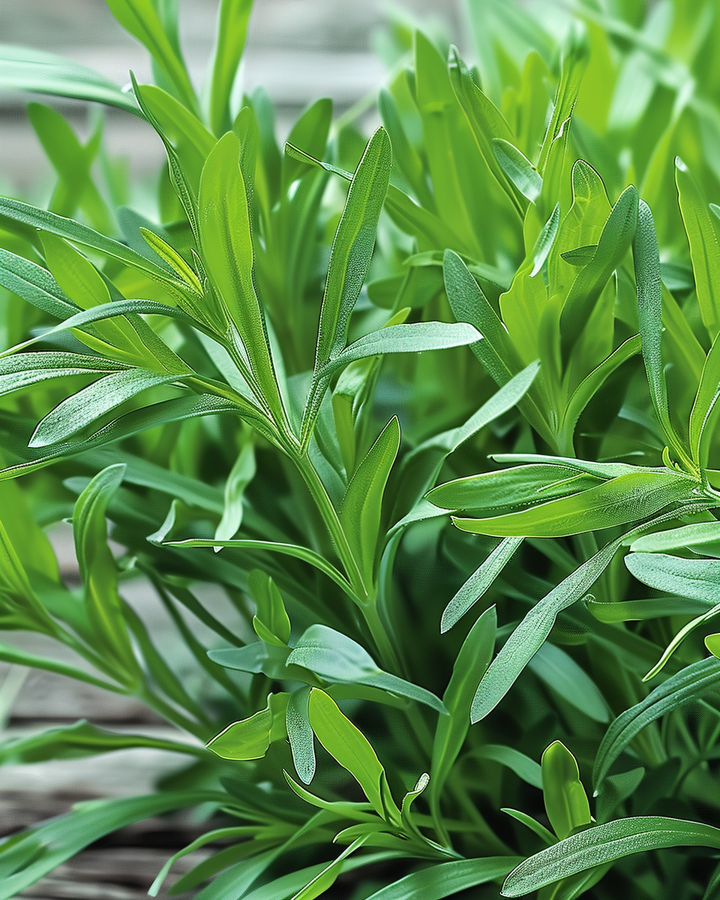 Russian Tarragon Seeds Artemisia Dracunculus Hardy Herb Flowers