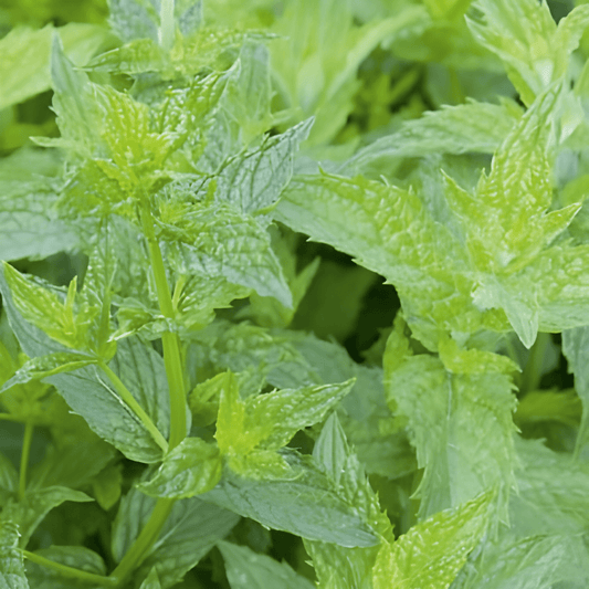 Peppermint Seeds Mentha Piperita Perennial Herb For Pots And Borders