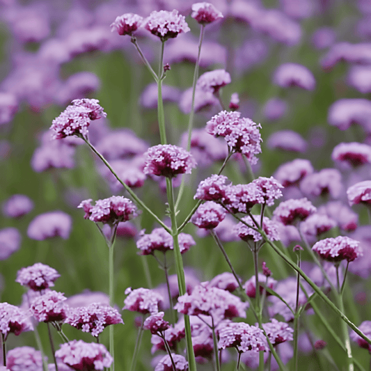 Ironwort Seeds Verbena Bonariensis Long Blooming Purple Flowers
