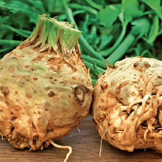Celeriac Seeds Dolvi Apium Graveolens Vegetable Variety