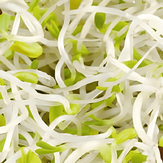 Organic Alfalfa Sprouting Seeds Medicago Sativa Lucerne Sprouts