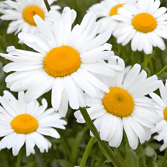 Margriet May Queen Chrysanthemum Leucanthemum Seeds Large White Flower