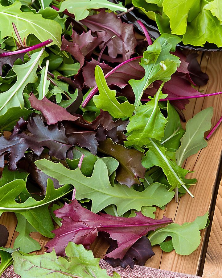 Babyleaf Salad Mix Seeds Lactuca Sativa Fast Growing Lettuce