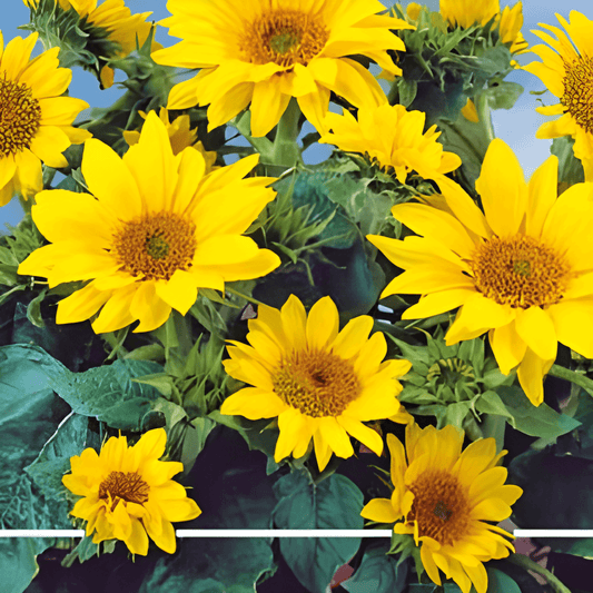 Dwarf Sunflower Seeds Helianthus Annuus Pacino Gold Variety