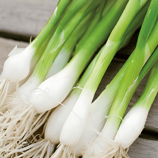 Spring Onion White Lisbon Seeds Allium Cepa Vegetable Seeds
