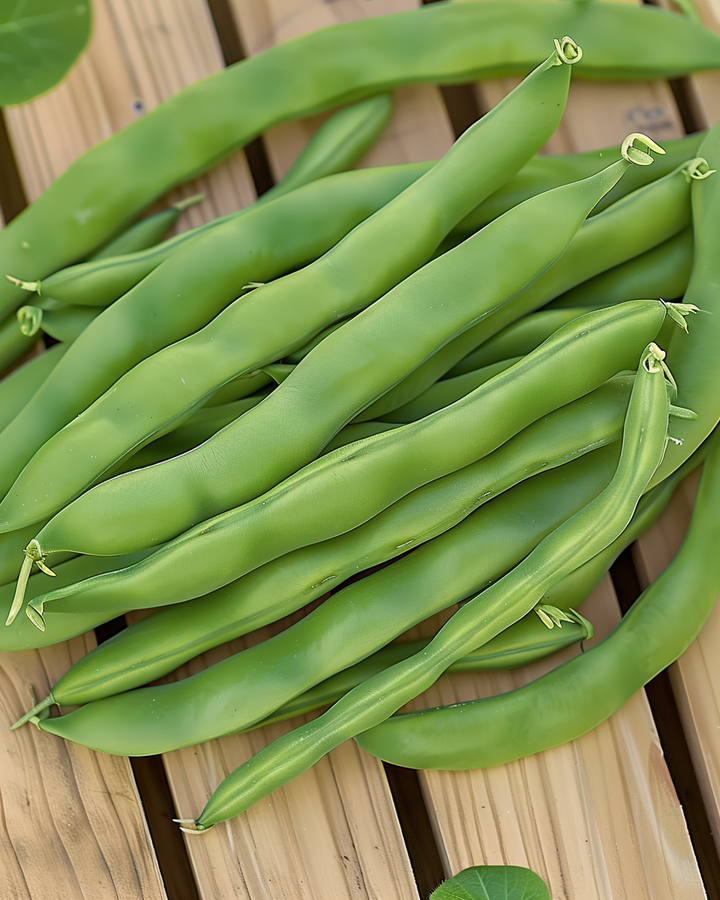 Bush Snap Beans Seeds Phaseolus Vulgaris Stringless Admires Variety