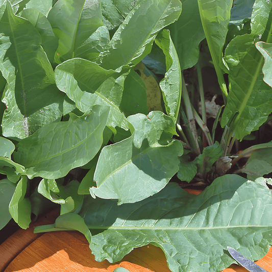 Perennial Spinach Seeds Rumex Patientia Hardy Leafy Vegetable Variety