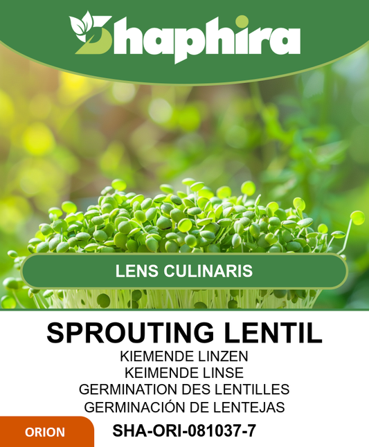 Sprouting Lentil Seeds Lens Culinaris For Nutritious Vegetables