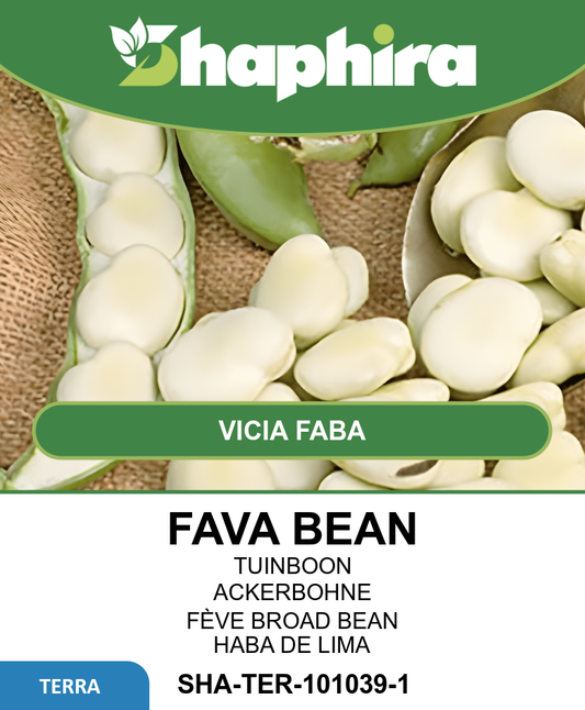 Fava Beans Seeds Vicia Faba Leidse Hangers Variety 100 Grams