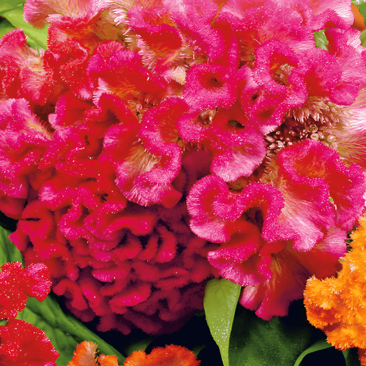 Celosia Seeds Mixed Cockscomb Celosia Argentea Var Cristata