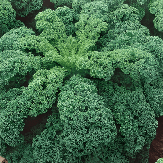 Kale Seeds Brassica Oleracea Medium Height Fine Curly Variety