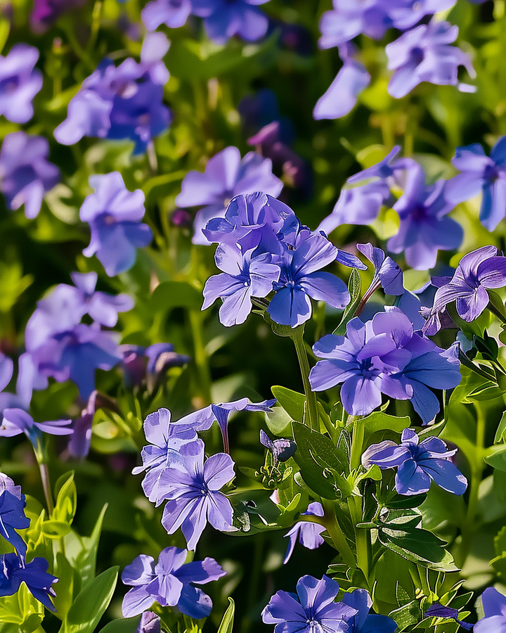 Lobelia Seeds Crystal Palace Lobelia Erinus Blue Flowering Annual