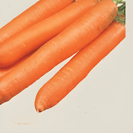 Organic Winter Carrot Seeds Daucus Carota Berlikumer 2