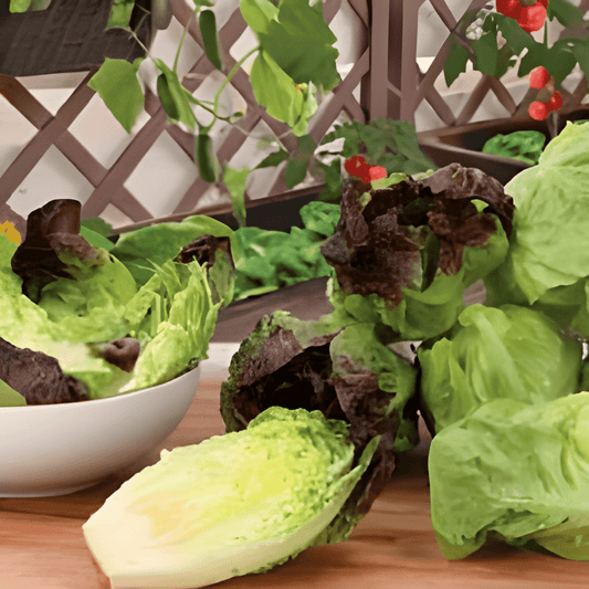Roman Mini Lettuce Seeds Lactuca Sativa Crunchy Patio Vegetables