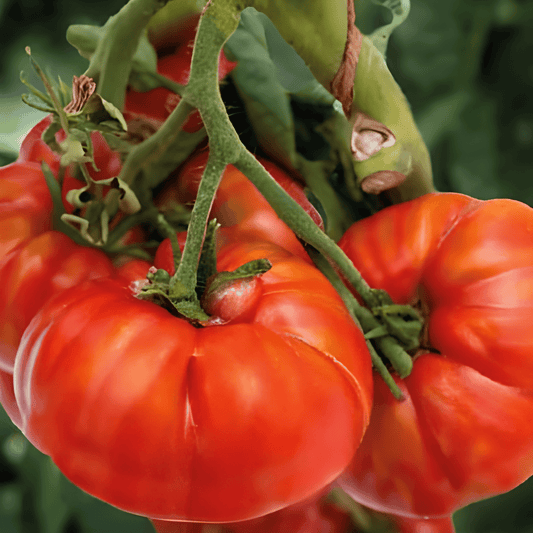 Marmande Beefsteak Tomato Seeds Solanum Lycopersicum Variety