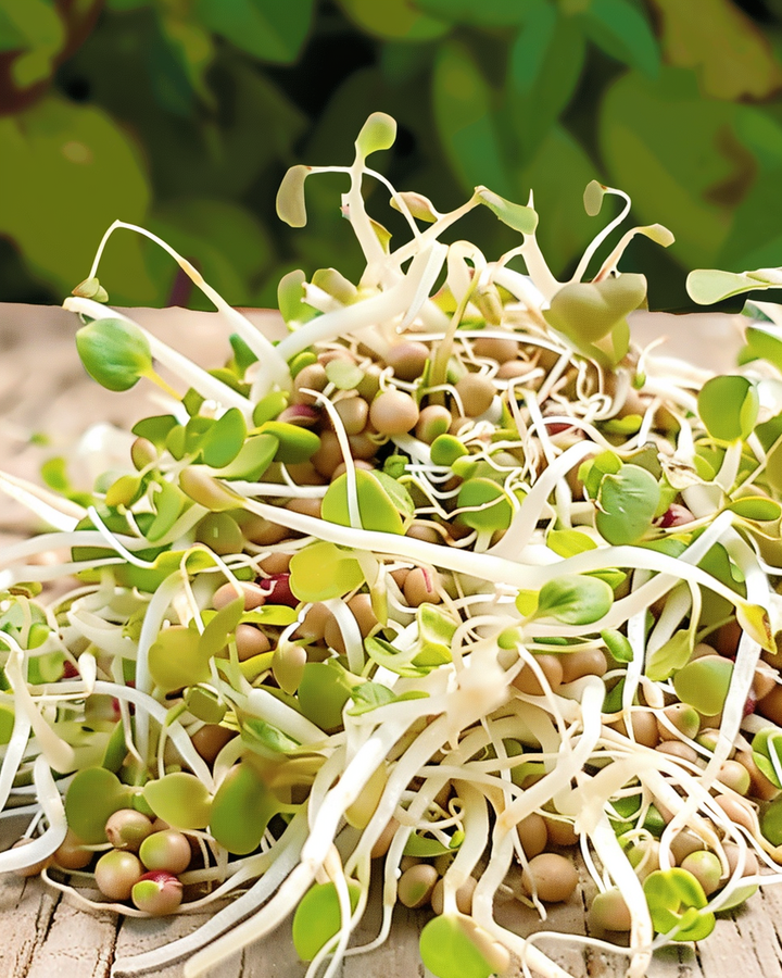 Organic Sprouting Seeds Lactuca Sativa Mixed Salad Sprouts