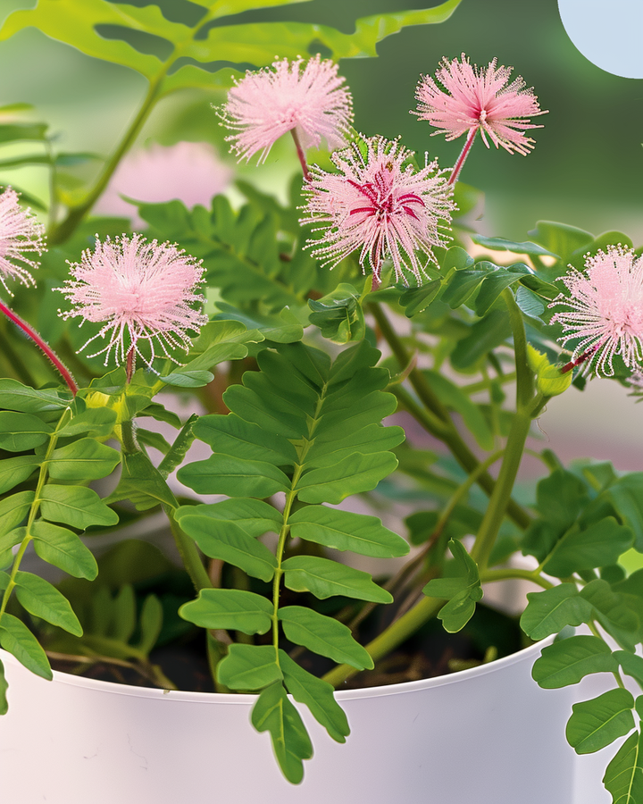Sensitive Plant Seeds Mimosa Pudica Flowering Easy To Grow Seeds