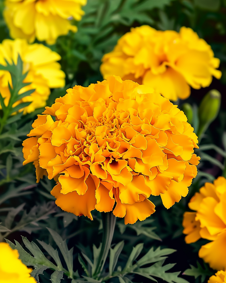 French Marigold Seeds Tagetes Erecta Large Flower Maximix
