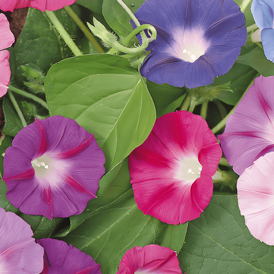 Climbing Morning Glory Seeds Ipomoea Purpurea Mixed Colors
