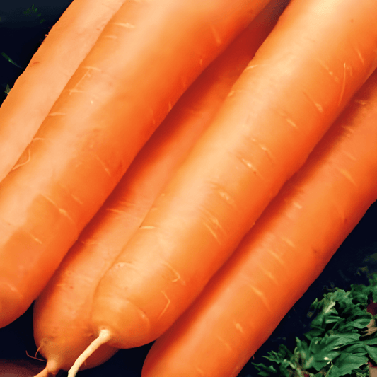 Carrot Flyaway F1 Seeds Daucus Carota Nantes Type Variety