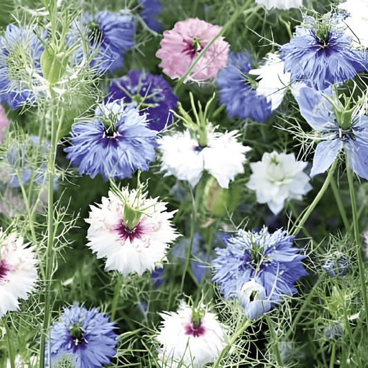 Love-in-a-Mist Seeds Nigella Damascena Persian Jewels Mix
