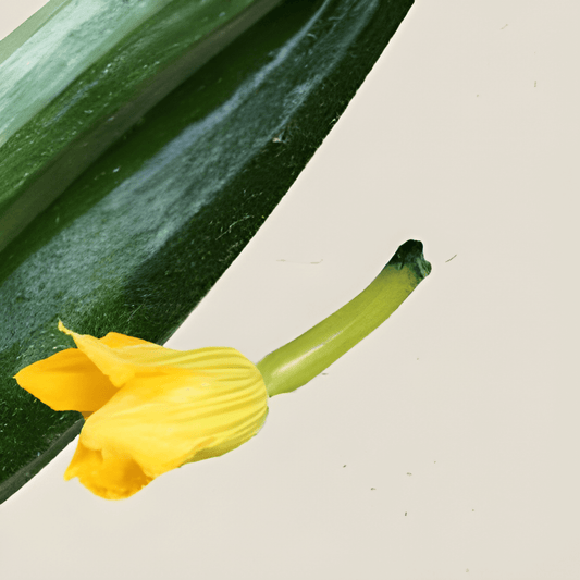 Organic Zucchini Black Beauty Cucurbita Pepo Seeds