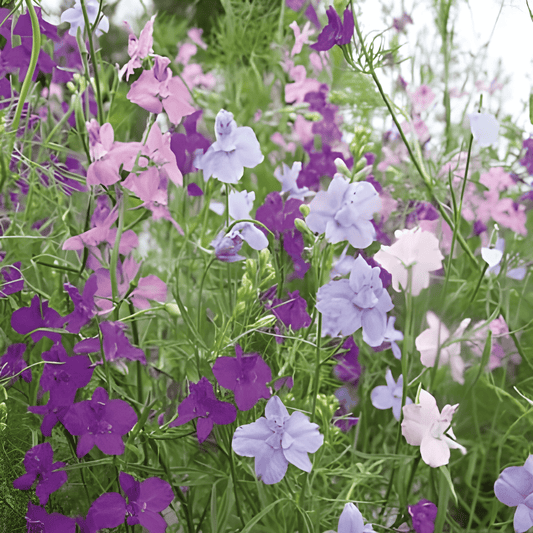 Delphinium Seeds Imperial Mixed Delphinium Consolida Flower Mix