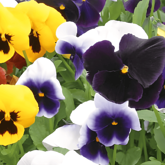 Viola Swiss Giants Seeds Viola Wittrockiana Annual Biennial Flowers