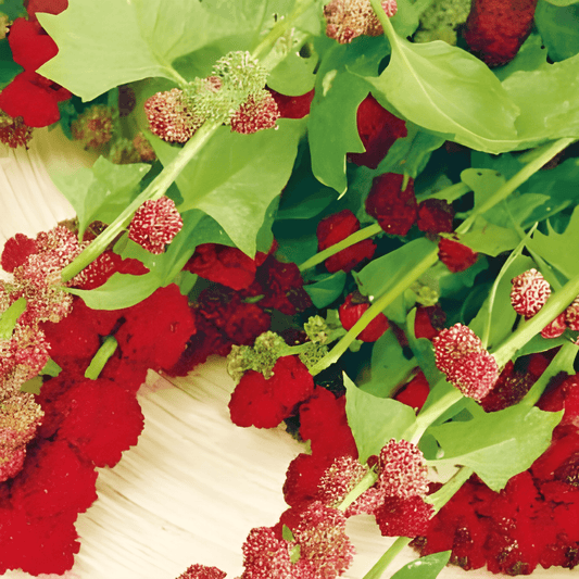 Strawberry Spinach Seeds Chenopodium Capitatum Edible Leaves Fruit