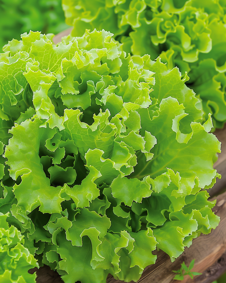 Curly Lettuce Seeds Lollo Bionda Lactuca Sativa Vegetable