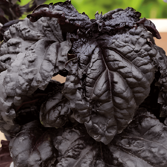 Red Leaf Basil Seeds Ocimum Basilicum Red Lizzy Variety