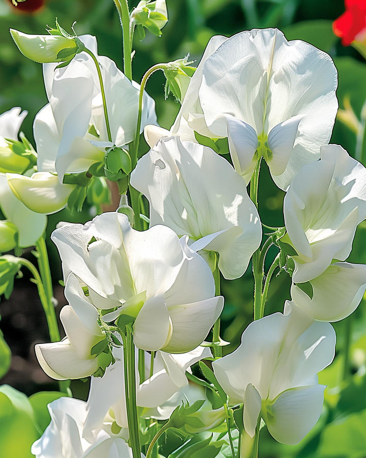 Sweet Pea Royal Family White Seeds Lathyrus Odoratus Annual Flowers