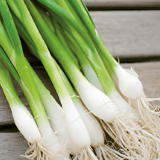 Spring Onion White Lisbon Allium Cepa Seeds Mild Spicy Flavor
