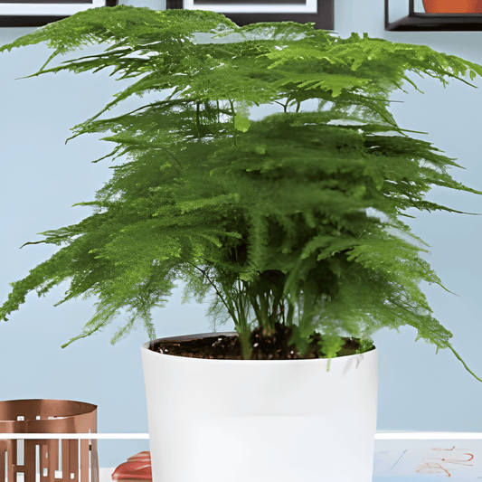 Ornamental Asparagus Seeds Asparagus Plumosus Nanus Decorative Foliage