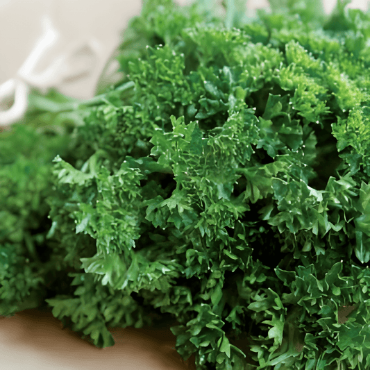 Curly Dark Green Parsley Petroselinum Crispum Seeds