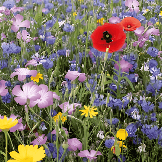 Field Flower Mixture Seeds For Biodiversity And Abundant Blooms