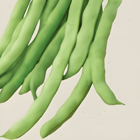 Organic Pole Bean Seeds Phaseolus Vulgaris Neckarkönigin Variety